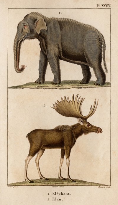 Elephant and Elan." "Fauna des Mdecins eller historien om dyr og deres produkter av Hippolyte Cloquet" - bind 6 - 1825. av Hippolyte Cloquet