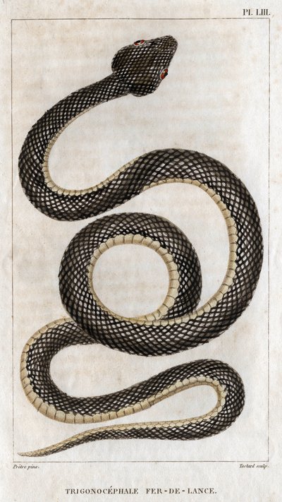 Representasjon av trigonocephale - spydspiss: reptil. Tallerken fra "" Legenes fauna eller historien til dyr og deres produkter" av Hippolyte Cloquet