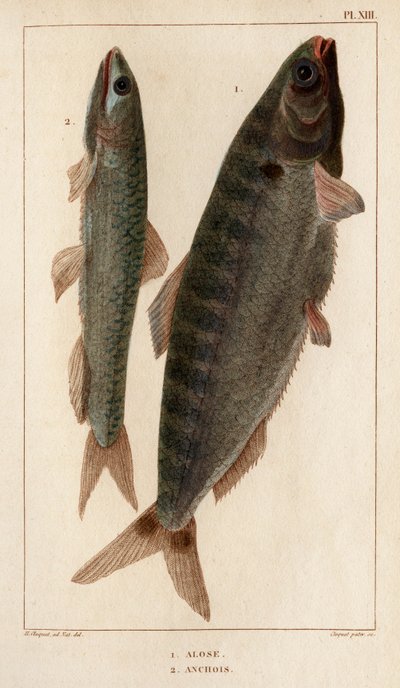 Shad and Ansjos." "Fauna des Mdecins eller historien om dyr og deres produkter av Hippolyte Cloquet" - Bind 6 - 1825. av Hippolyte Cloquet