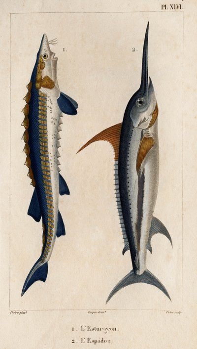 Sturgeon and Swordfish.”” Fauna des Mdecins ou histoire des animaux et de leurs produits par Hippolyte Cloquet” - Volume 6 - 1825.   1402894   no       norwegian Successfully Translated  Original: Ballonklokje en libelle Translat: Ballonklokje en libelle 1 av Hippolyte Cloquet