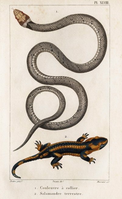 The Collared Snake, Land Salamander." "Fauna des Médecins or History of Animals and their Products by Hippolyte Cloquet" - Bind 6 - 1825. av Hippolyte Cloquet