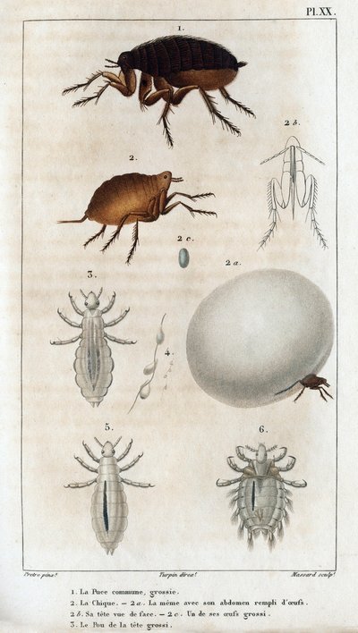 The Common Chic, Pou.» Fauna des Médecins eller historien om dyr og deres produkter av Hippolyte Cloquet» - Bind 6 - 1825. av Hippolyte Cloquet