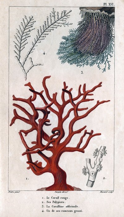 Den røde korallen, dens polypier, Coralline officinale, en av de grove grenene. i "" Fauna of the Docks or History of Animals and their Products by Hippolyte Cloquet"" - bind 6 - 1825. av Hippolyte Cloquet