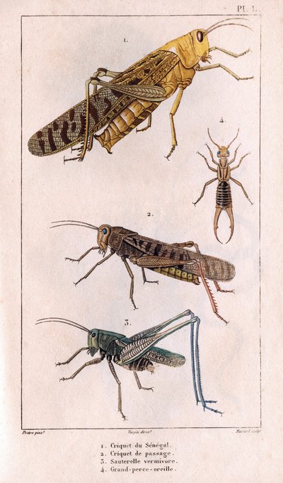 The Senegal Grasshopper, Passage Grasshopper, Grasshopper, Great Pierce-ear.in "" Fauna des Medecins or history of animals and products by Hippolyte Cloquet"" - Bind 6 - 1825. av Hippolyte Cloquet