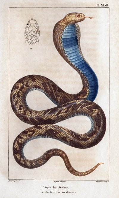 De eldstes skygge, hodet hans sett ovenfor.» Fauna des Mdecins eller historien om dyr og deres produkter av Hippolyte Cloquet» - bind 6 - 1825. av Hippolyte Cloquet