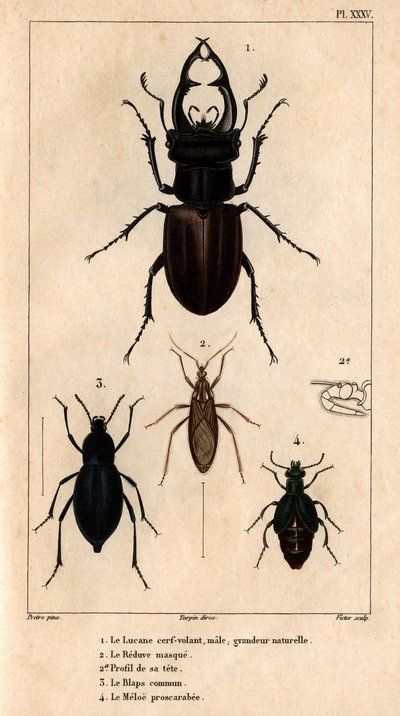 Takvinduet for mannlige drager, naturlig størrelse, Reduve-masken, de vanlige blapsene, proscarabeen Meloe i "" Faunaen til legene eller dyrenes historie og deres produkter av Hippolyte Cloquet"" - Bind 6 - 1825. av Hippolyte Cloquet