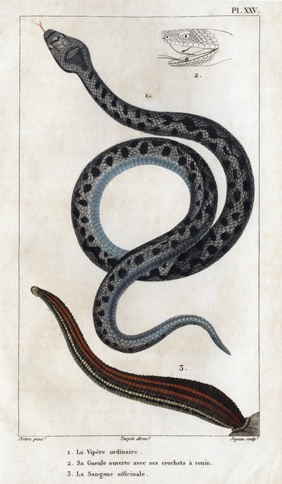 Den vanlige hoggorm, munnen hans åpen med hoggtennene en gift, officinale Sangue." av Hippolyte Cloquet