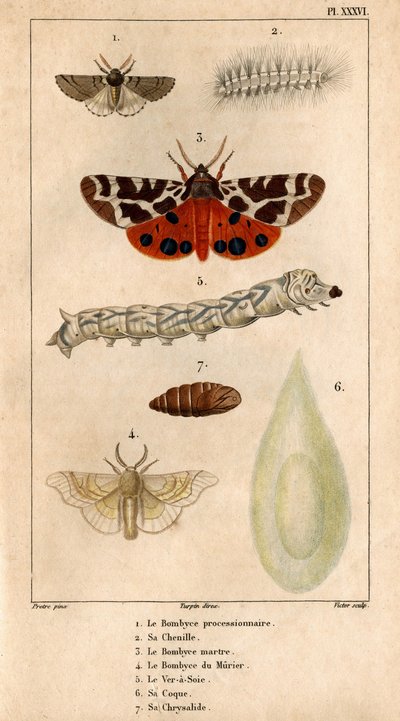 Prosesjons Bombyce, dens larve, Marten Bombyce, Murier Bombyce, Silk Worm, dens skrog, dens chrysalide.in "" Fauna of the Doctors or history of animals and their products by Hippolyte Cloquet"" - av Hippolyte Cloquet