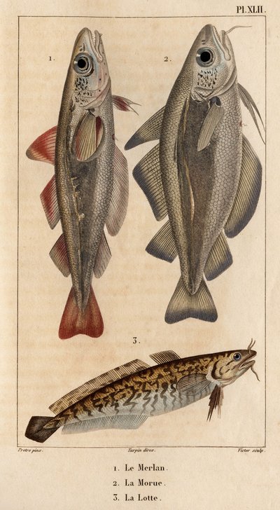 Hvitingen, torsken og laken.» Fauna des Mdecins eller historien om dyr og deres produkter av Hippolyte Cloquet" - Bind 6 - 1825. av Hippolyte Cloquet