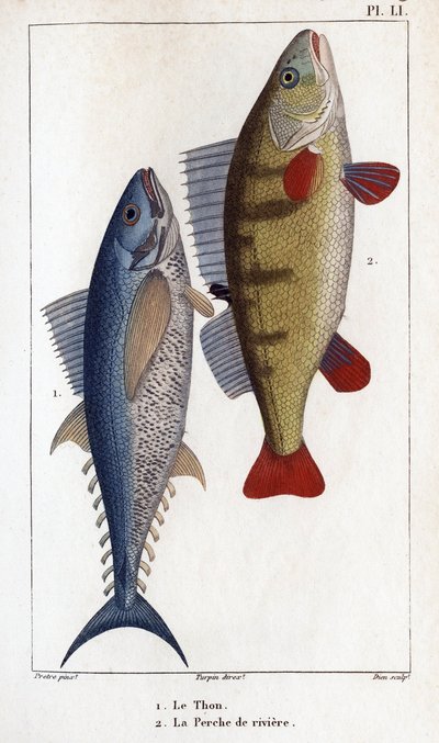 Tunfisk og elveabbor."" Legers fauna eller historien til dyr og deres produkter av Hippolyte Cloquet"" - av Hippolyte Cloquet