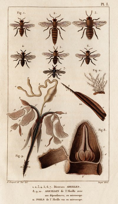Forskjellige bier." "Fauna des Mdecins eller historien om dyr og deres produkter av Hippolyte Cloquet" - Bind 6 - 1825. av Hippolyte Cloquet