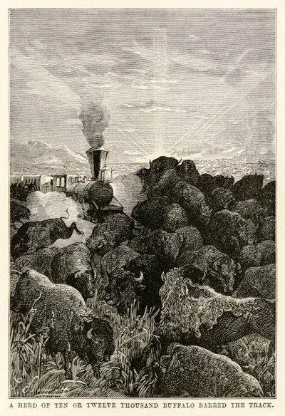 En flokk på ti eller tolv tusen bøfler sperret sporet, fra Around the World in Eighty Days av Jules Verne (1828-1905), gravert av Louis Prevost, 1873 av Hippolyte Leon Benett