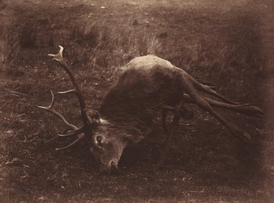 Død hjort, 1857 (foto) av Horatio Ross