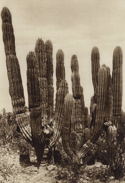  av Hugo Brehme