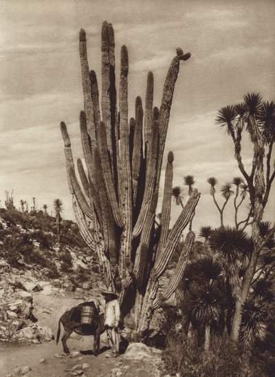  av Hugo Brehme