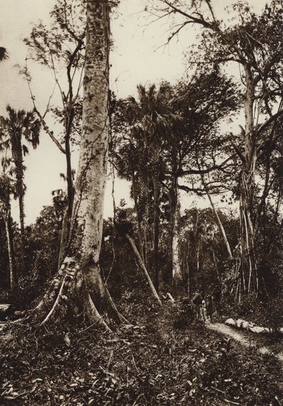  av Hugo Brehme