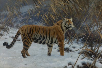 ""En tiger i snøen"" (En tiger i snøen) Maleri av Hugo Ungewitter (1869-1944) 1912 Privat samling av Hugo Ungewitter