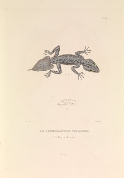 Der Gymnodactyle Phyllure von Hyacinthe Yves Philippe (1781-1846) Potentien