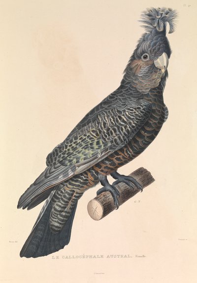 Der australische Callicéphale von Hyacinthe Yves Philippe (1781-1846) Potentien