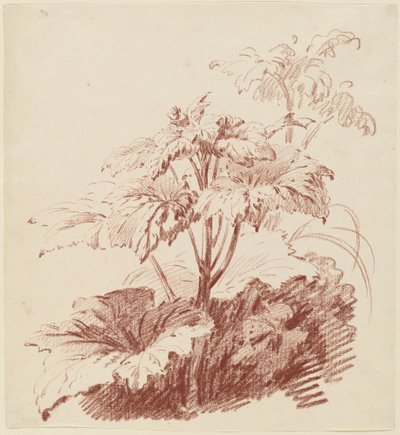 Blomstrende plante med knopper av I Jean Baptiste Hüet