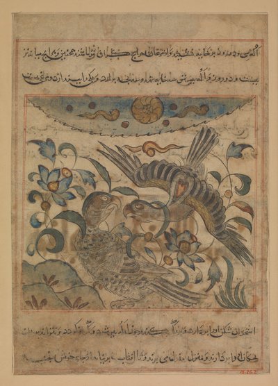 Par av ørn, folio fra en Manafi