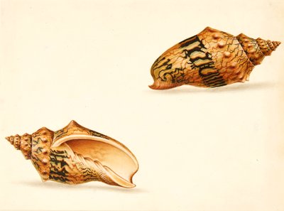 Shell-studie (blandet media) av Ignaz Von (manner of) Born