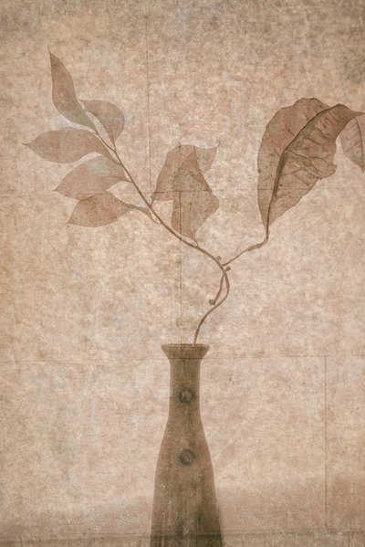 Delikate Sepia Botanicals av Igor Tokarev