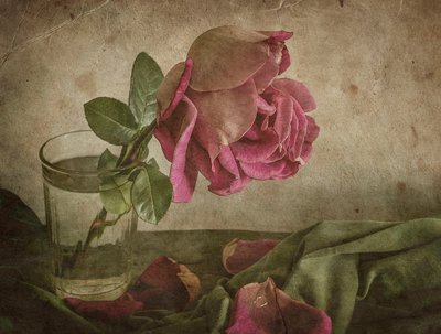 Stillbilde av en visnende rose av Igor Tokarev