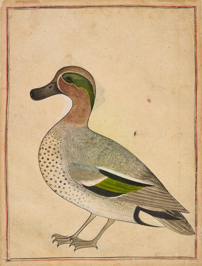 En grønnvinget krikkand, ca. 1730 av Indian School