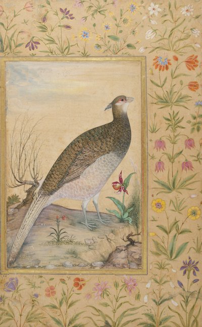 A Himalayan Cheer Pheasant, ca. 1620, kant ca. 1635 (ugjennomsiktig wc og gull på papir) av Indian School