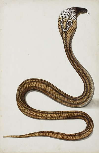 En kobra (Maja tripudians) med hettespredning, 1785-89 (ugjennomsiktig wc på papir) av Indian School