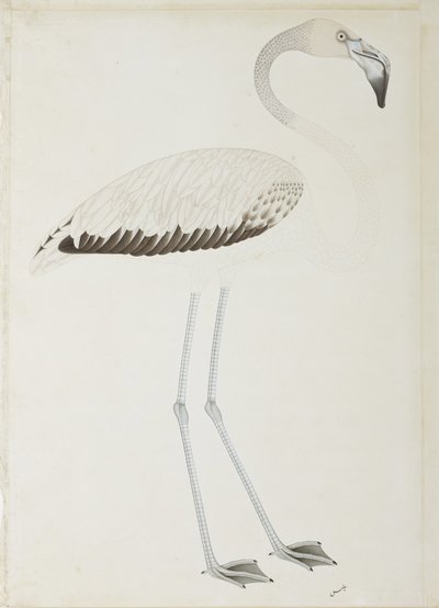 En flamingo, ca. 1780 (ugjennomsiktig wc på papir) av Indian School