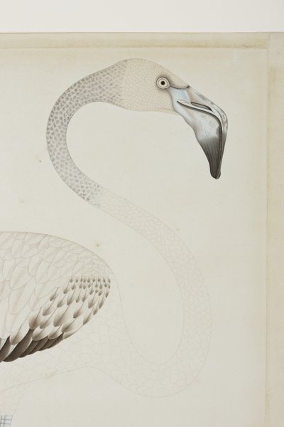 En flamingo, detalj, ca. 1780 (ugjennomsiktig wc på papir) av Indian School