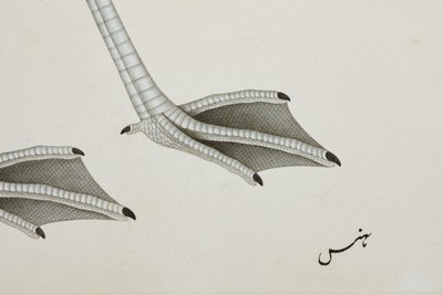 En flamingo, detalj, ca. 1780 (ugjennomsiktig wc på papir) av Indian School