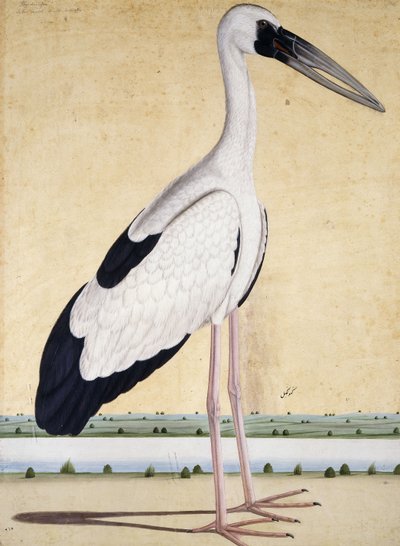 En stork med åpent nebb, ca. 1780 av Indian School