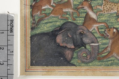 Detalj fra Sjakalen som utropte seg til konge, ca. 1560-65 (ugjennomsiktig wc og gull på papir) av Indian School