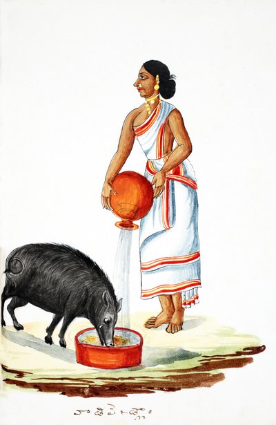 Mate en vill gris (wc på papir) av Indian School