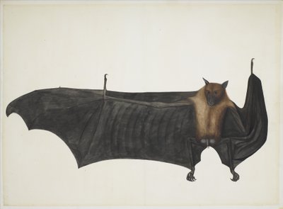 Great Indian Fruit Bat, ca. 1777-82 (blyant, blekk og akvarell på papir) av Indian School