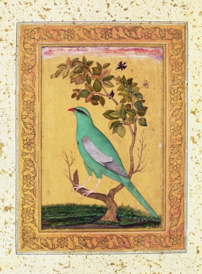 Grønn fugl, Mughal av Indian School