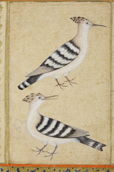 Hoopoes, ca. 1590 (ugjennomsiktig wc og gull på papir) av Indian School