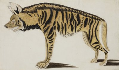 Hyene, etter 1794 (ugjennomsiktig wc på papir) av Indian School