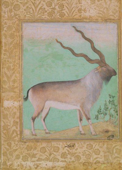 Ibex, Mughal av Indian School