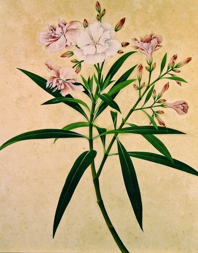 Oleander, ca. 1840 (gouache) av Indian School