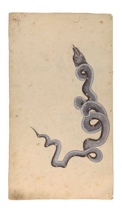 The Constellation of the Dragon: al-Tinnin, 1740 (ugjennomsiktig wc, blekk og gull på papir) av Indian School