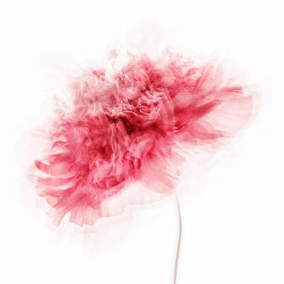 Myk rosa blomst av Inna Karpova