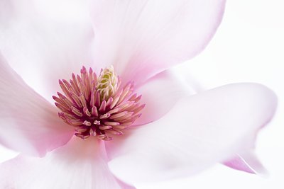 Lysrosa magnolia av Inna Karpova