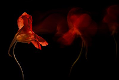 Levende blomsterflom av Inna Karpova