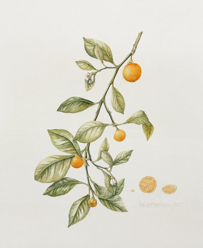Ornamental Orange, 1995 (wc) av Iona Hordern