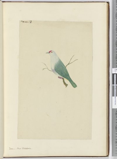 F.12 Due. Ny-Caledonia, 1772–75 (wc) av Isaac Smith