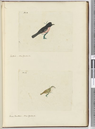 F.13 Fantail. New Zealand F.14 Liten viftehale. New Zealand, 1772–75 (wc) av Isaac Smith